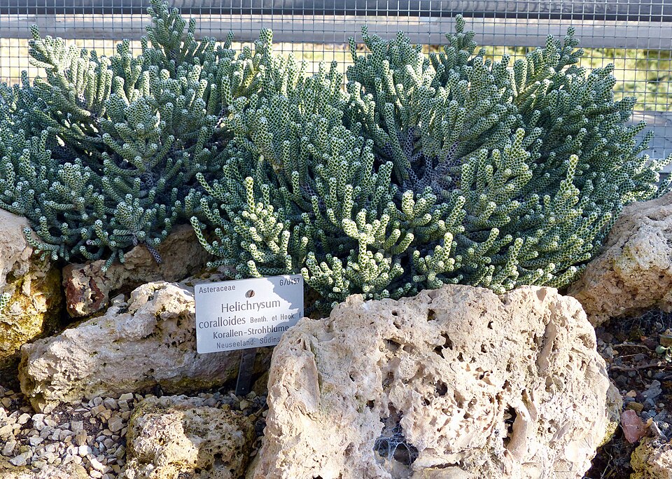 Botanischer Garten München